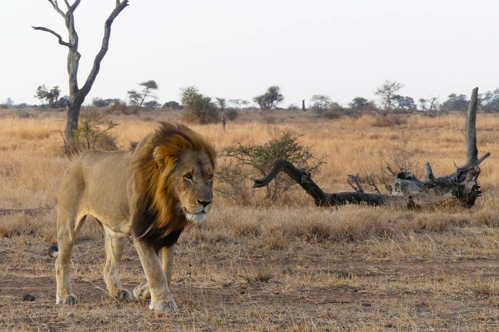 León macho en Letaba, Kruger N.P.